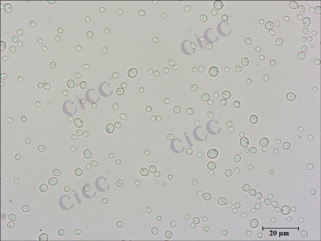 Candida metapsilosis