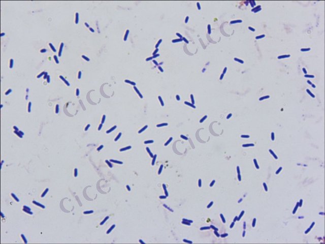 Paenibacillus polymyxa
