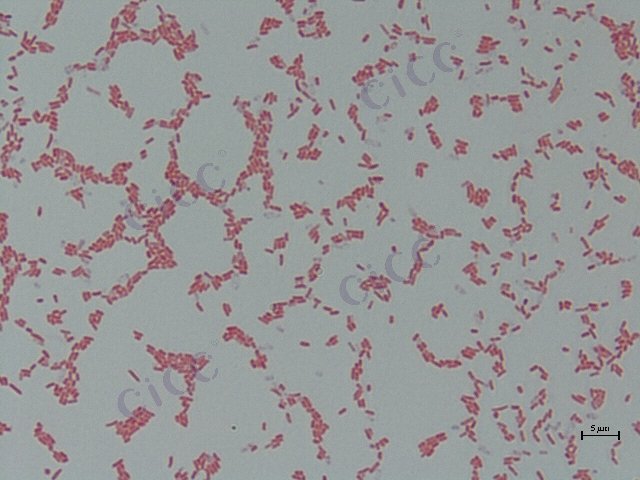 Escherichia coli