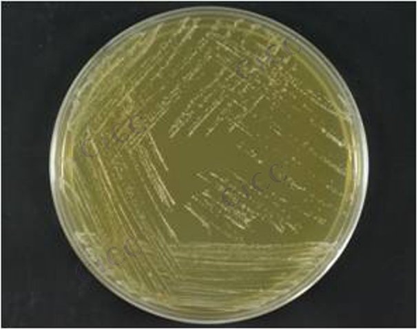 耐酸乳杆菌 Lactobacillus acetotolerans CICC 10774 Lactobacillus acetotolerans