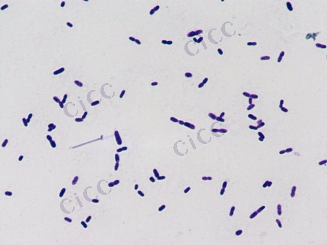 Halomonas zhuhanensis