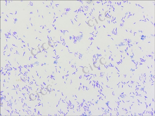 拟态弧菌 Vibrio mimicus CICC 10474 Vibrio mimicus