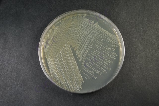大肠埃希氏菌 Escherichia coli CICC 10224 Escherichia coli