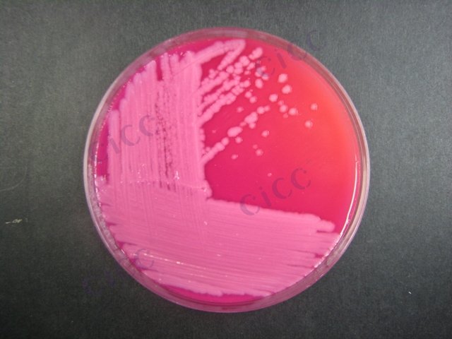 蜡样芽胞杆菌 Bacillus cereus CICC 10041 Bacillus cereus