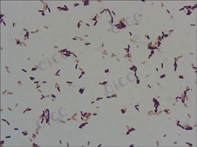 Bacillus pumilus