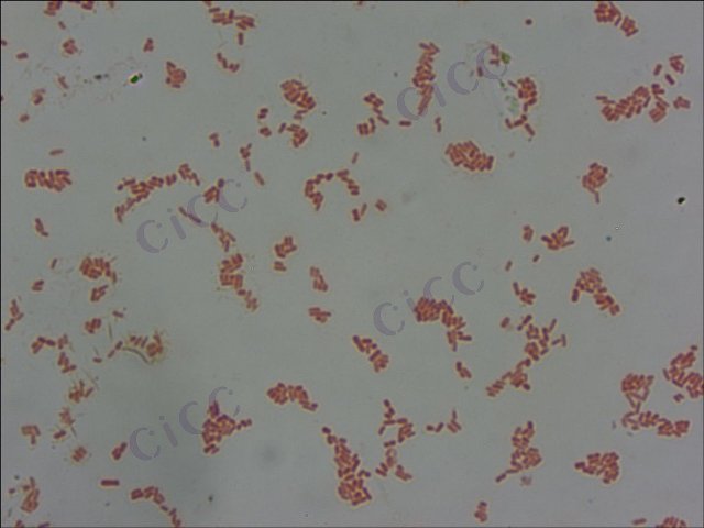 普通变形菌 Proteus vulgaris CICC 10866 Proteus vulgaris