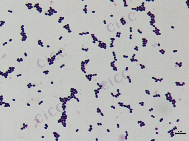 Enterococcus durans
