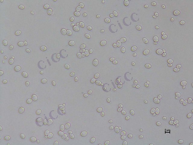 Kluyveromyces marxianus