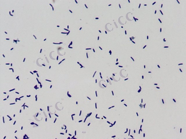 Planomicrobium huatugouensis