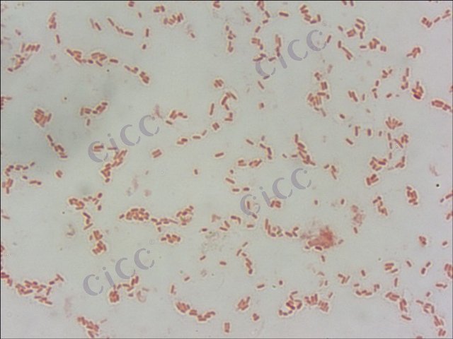 Enterobacter sakazakii