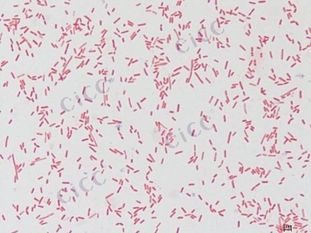 Sporosarcina luteola