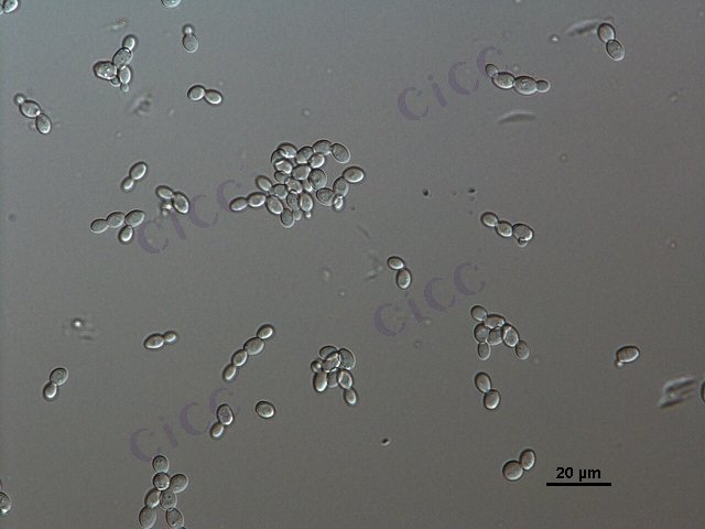 Zygosaccharomyces siamensis