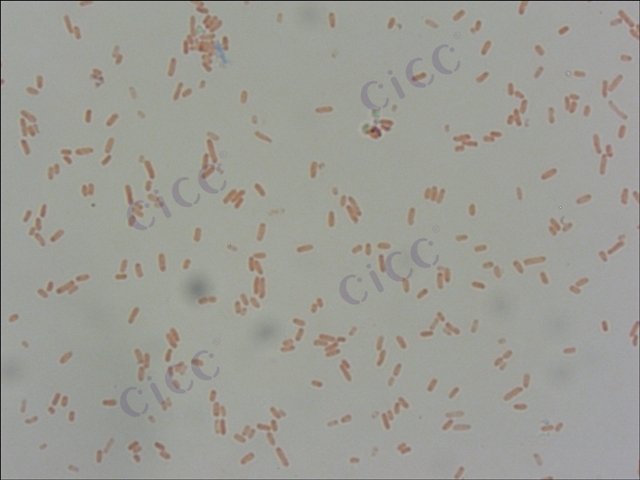 小肠结肠炎耶尔森氏菌 Yersinia enterocolitica CICC 10869 Yersinia enterocolitica