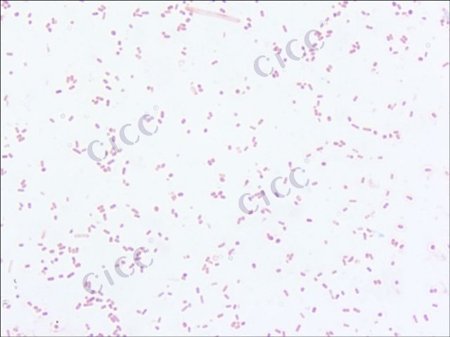 大肠埃希氏菌 Escherichia coli CICC 10245 Escherichia coli