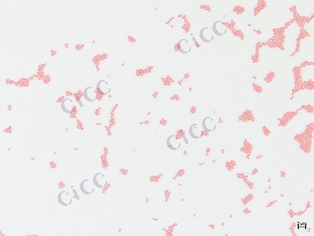 Enterobacter cloacae