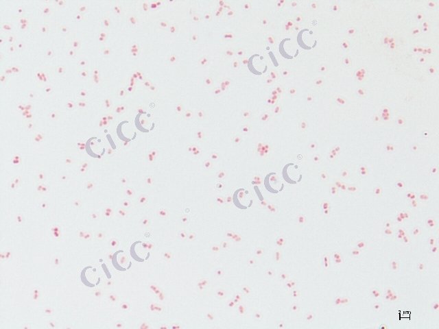 Pseudomonas alcaligenes