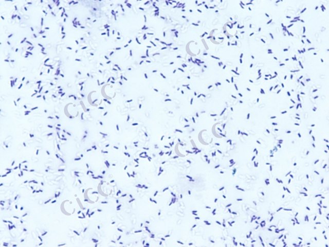 Pseudomonas sp