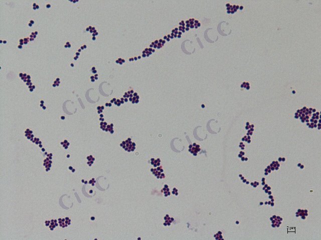 嗜根考克氏菌 Kocuria rhizophila CICC 10445 Kocuria rhizophila