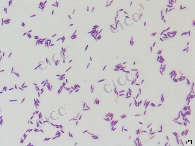副短短芽胞杆菌 Brevibacillus parabrevis CICC 10343 Brevibacillus parabrevis