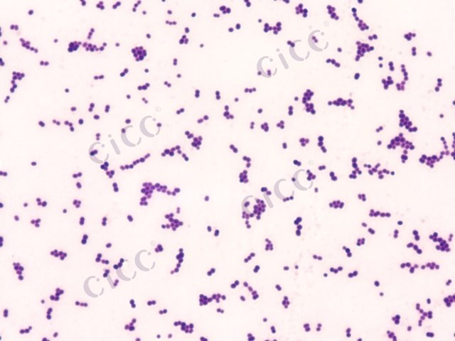Enterococcus lactis