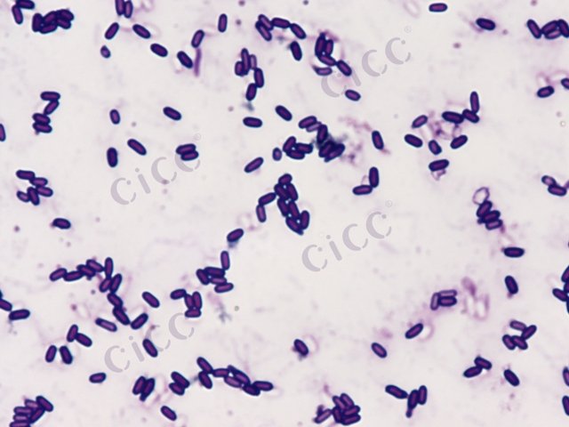 Paenibacillus mucilaginosus