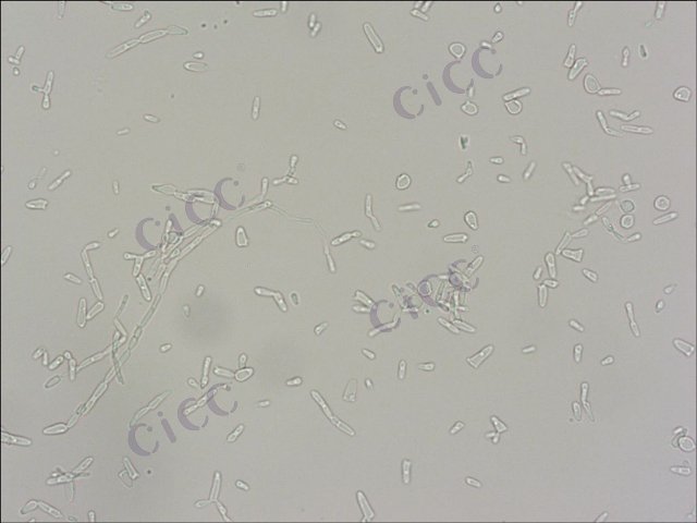 Pichia guilliermondii