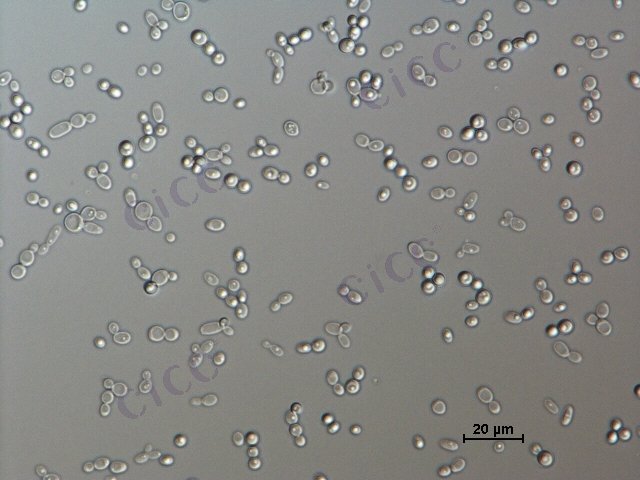 Candida tropicalis