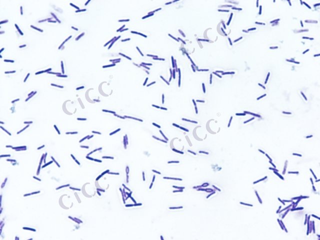 Brevibacillus sp