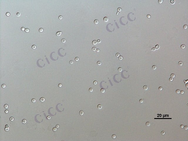 Naganishia diffluens