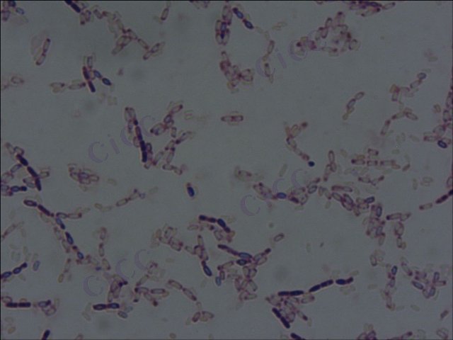 蜡样芽胞杆菌 Bacillus cereus CICC 23828 Bacillus cereus