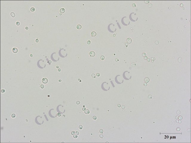 Wickerhamomyces anomalus