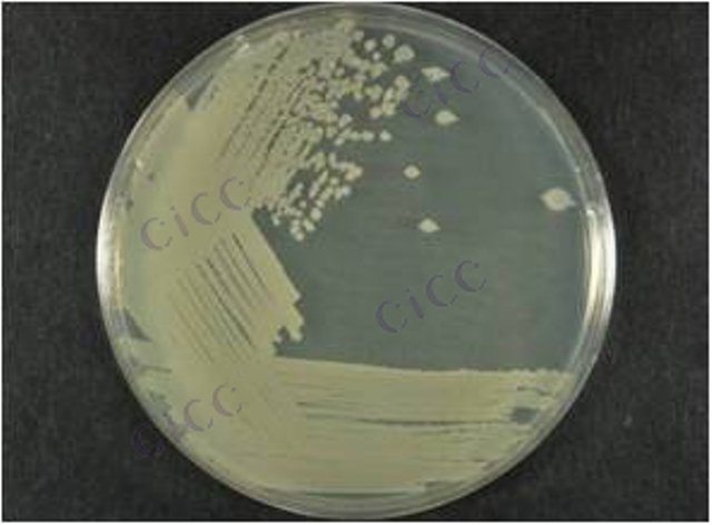 Bacillus atrophaeus