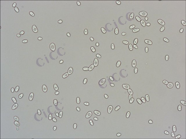 Issatchenkia orientalis