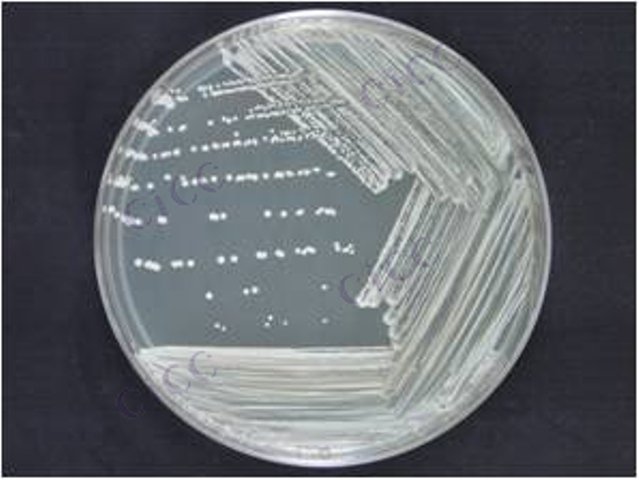 Staphylococcus warneri