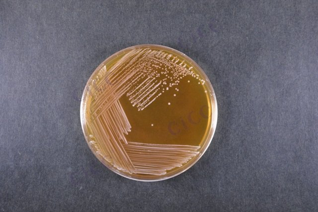 乳酸片球菌 Pediococcus acidilactici CICC 10146 Pediococcus acidilactici