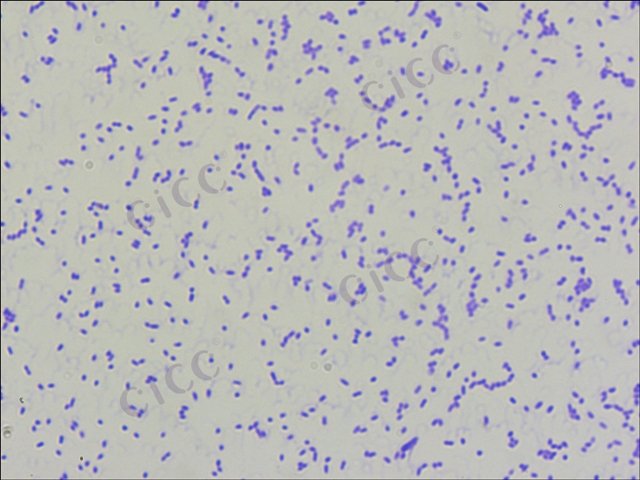 Cupriavidus basilensis