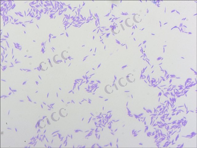 结肠弯曲菌 Campylobacter coli CICC 23925 Campylobacter coli