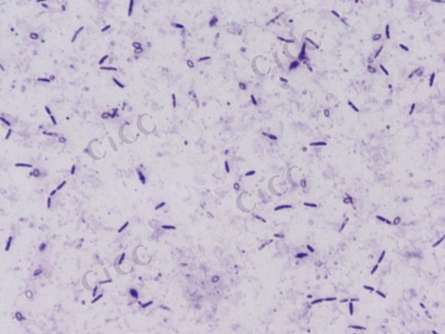 Brevibacillus thermoruber