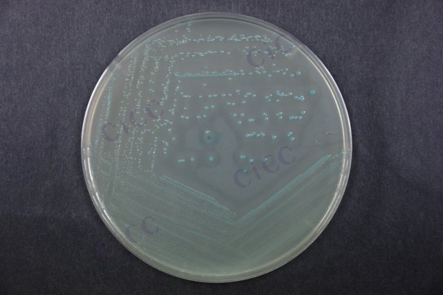 单核增生李斯特氏菌 Listeria monocytogenes CICC 21635 Listeria monocytogenes