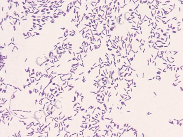 黄杆菌属 Flavobacterium sp CICC 10651 Flavobacterium sp