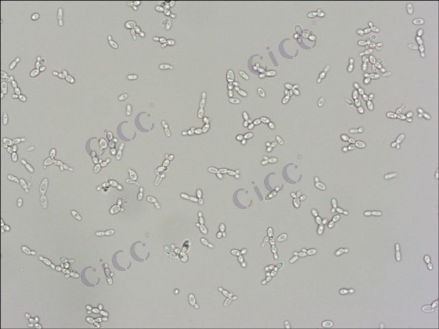 季也蒙迈耶氏酵母 Meyerozyma guilliermondii CICC 1046 Meyerozyma guilliermondii