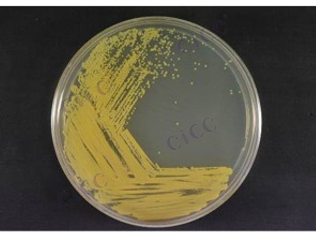 Micrococcus sp