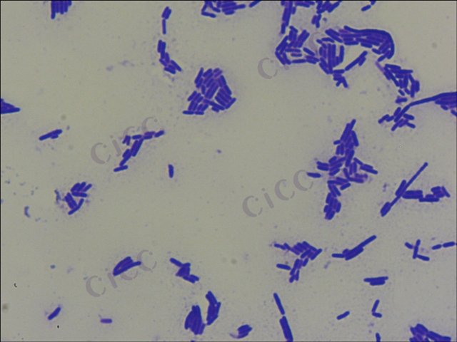 Lactobacillus helveticus