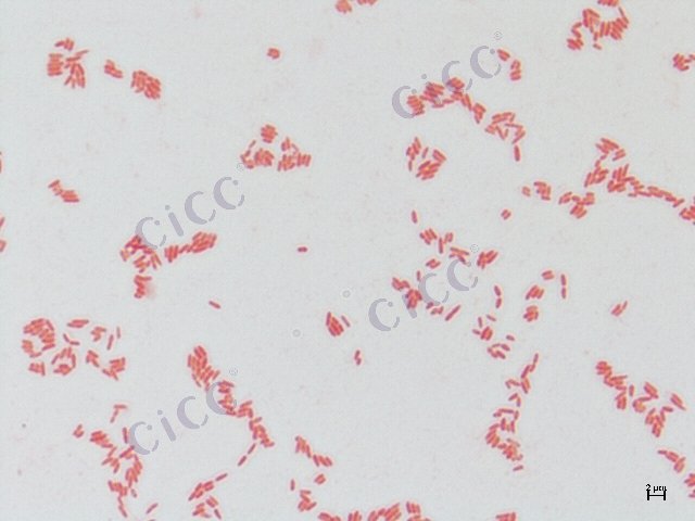 Pseudomonas stutzeri