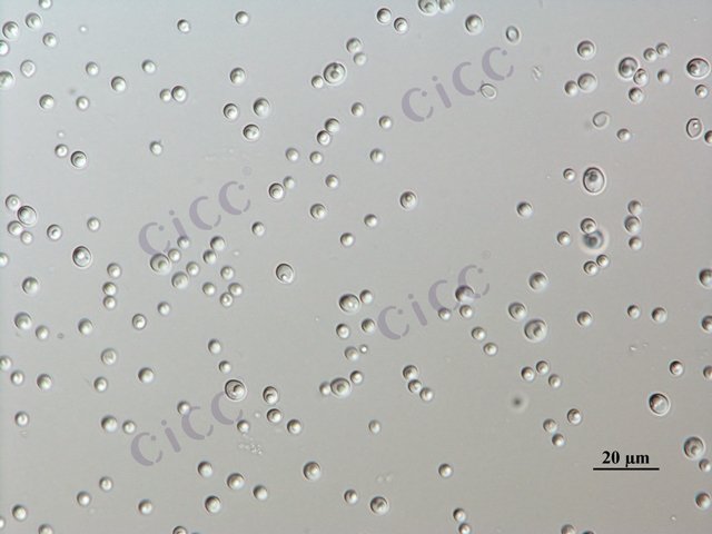 Candida albicans