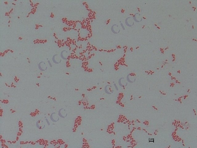 鞘氨醇单胞菌属 Sphingomonas sp CICC 10817 Sphingomonas sp