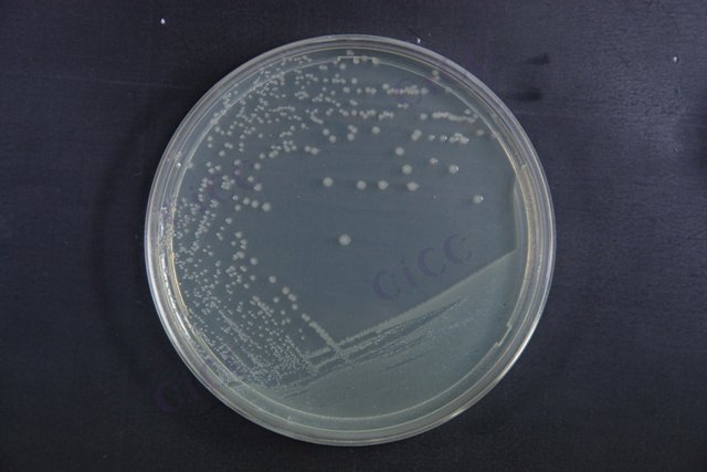 大肠埃希氏菌 Escherichia coli CICC 10780G Escherichia coli