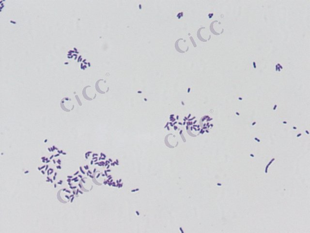 Sphingomonas morindae