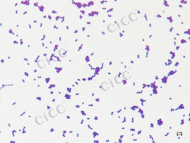 Enterococcus faecalis