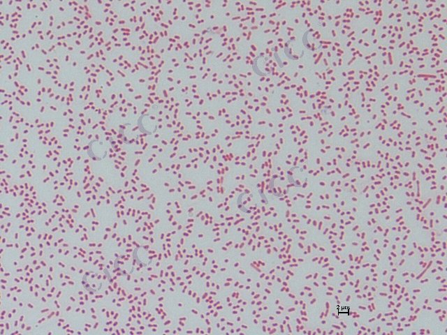 海胆需盐杆菌 Salegentibacter echinorum CICC 10466 Salegentibacter echinorum